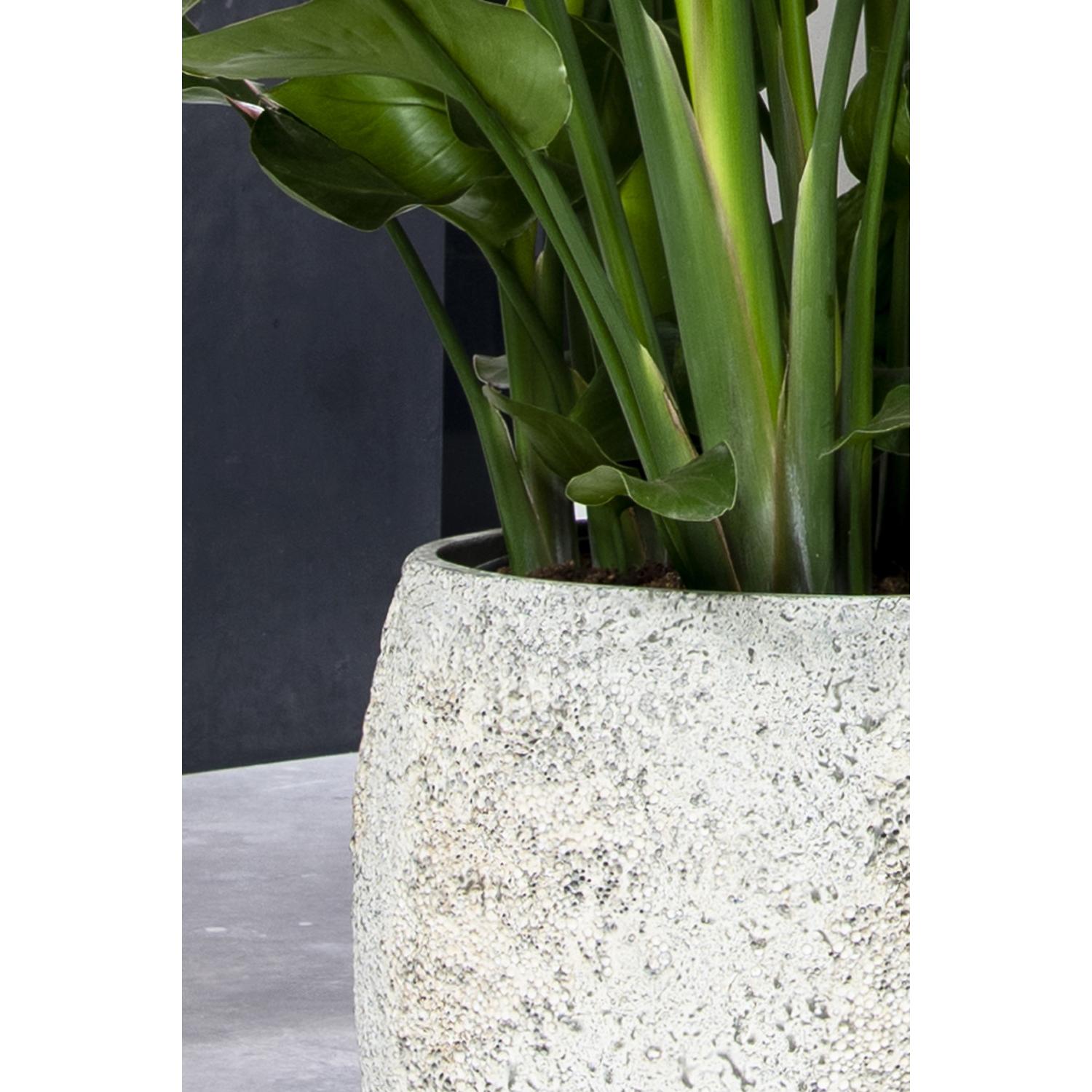 
High-quality indoor/outdoor planter "Oyster Tarb" - Imperial White