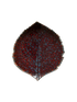 IMAGE for product variant SKU VEP171-VGN