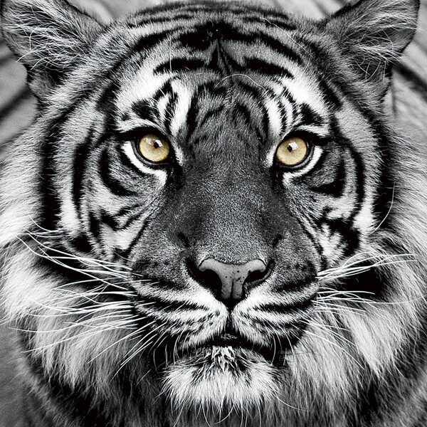 Tableau en verre Tigre en noir et blanc 80 x 80 cm