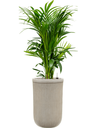 Pflanzen Arrangement „Kentia Howea forsteriana & Vertical Rib“ Ø 60 x 140-150 cm