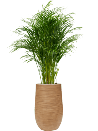 Pflanzen Arrangement „Dypsis Areca lutescens & Baq Dune“ Light Brown, Ø 60 x 150-160 cm