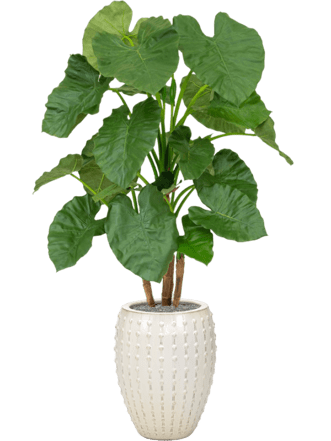 Pflanzen Arrangement „Alocasia in Laos Cream“ Ø 44/ Höhe 170-180 cm