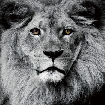 Glass picture "Lion head" 80 x 80 cm
